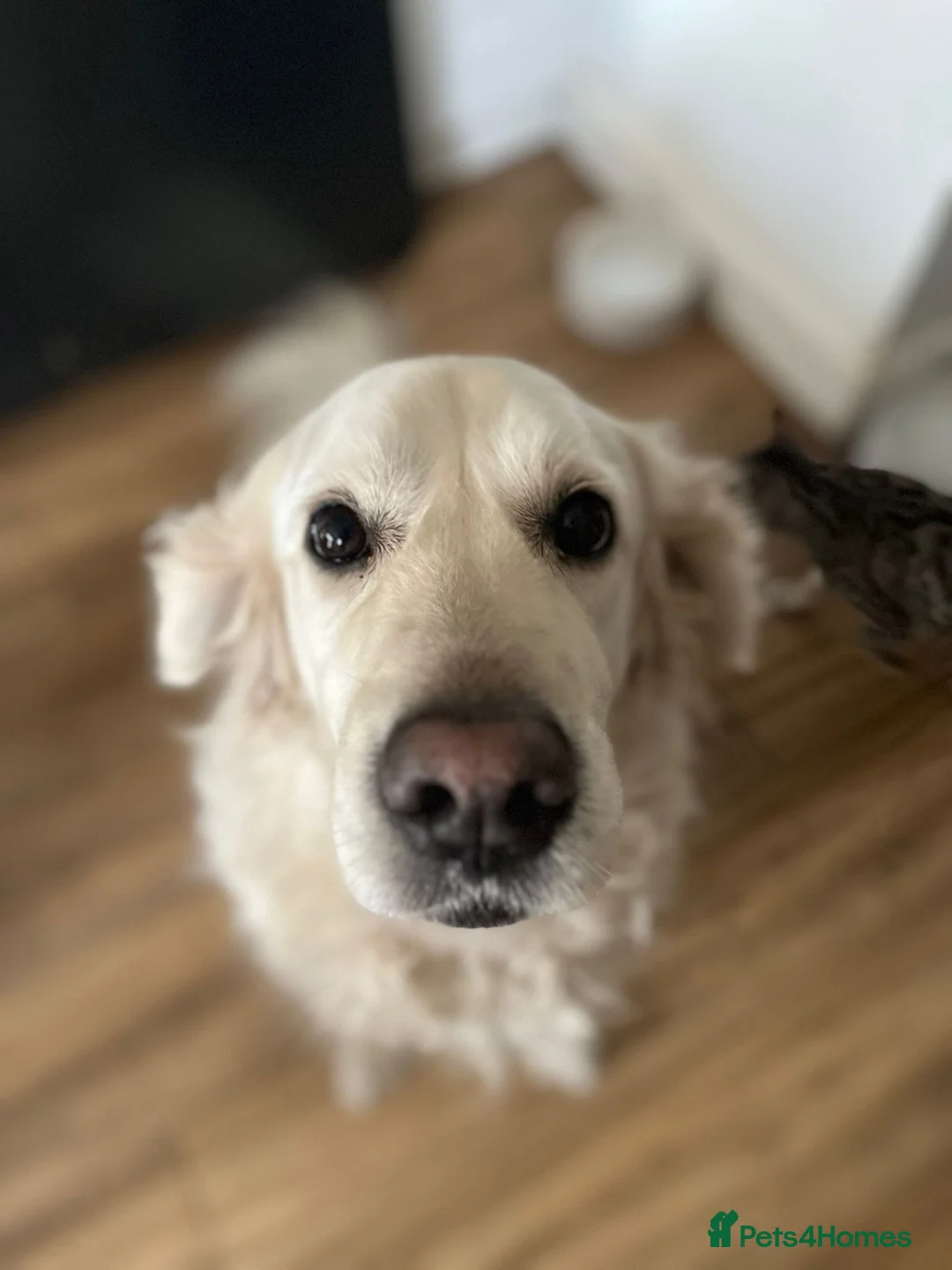 Golden Retriever dogs for sale: Golden Retriever - Advert 1