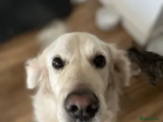 Golden Retriever dogs Golden Retriever - Advert 11