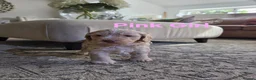 Cockapoo dogs for sale: Our Beautiful litter of F1 Cockapoo puppies  - Advert 5
