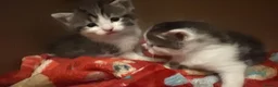 Mixed Breed cats for sale: Kittens in Manchester - Advert 1