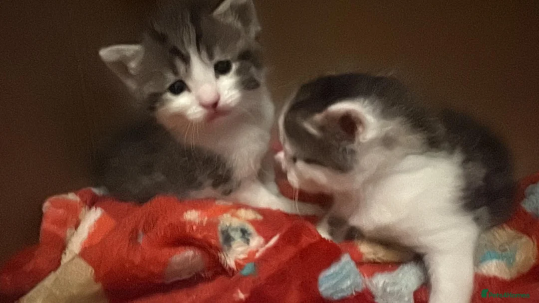 Mixed Breed cats for sale: Kittens in Manchester - Advert 1