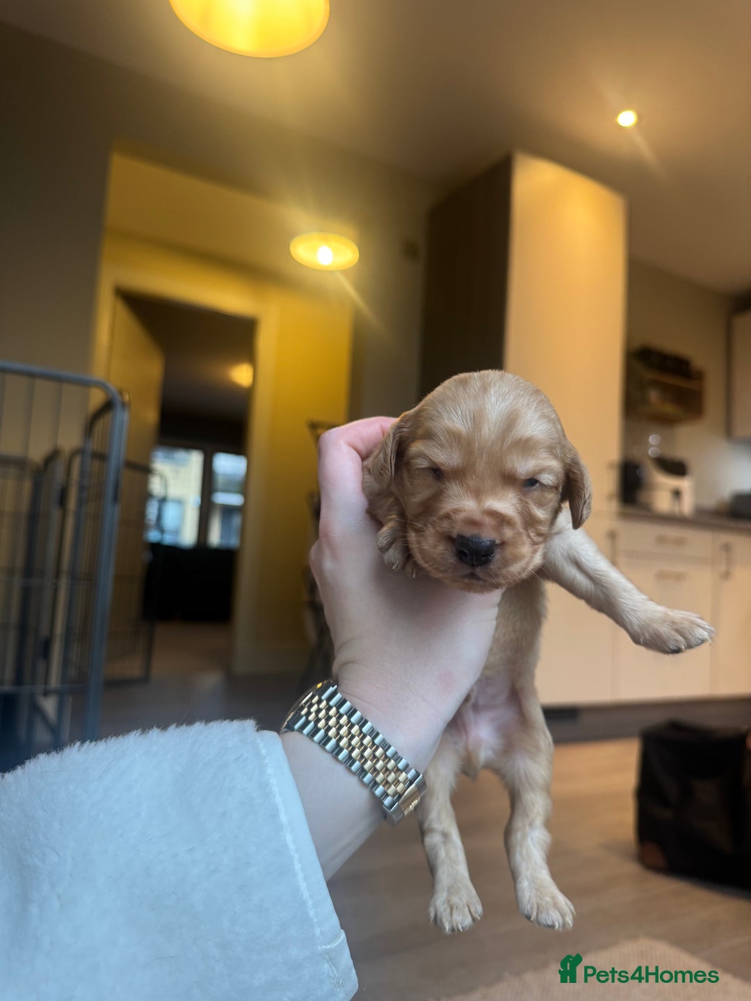 Cockerdor dogs for sale: Cockerdor/ Spanador Puppies. KC registered parents - Advert 21