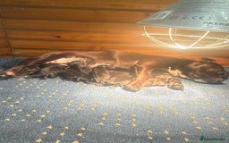 Staffordshire Bull Terrier dogs for sale: Staffordshire Bull Terrier Pups  - Image 4