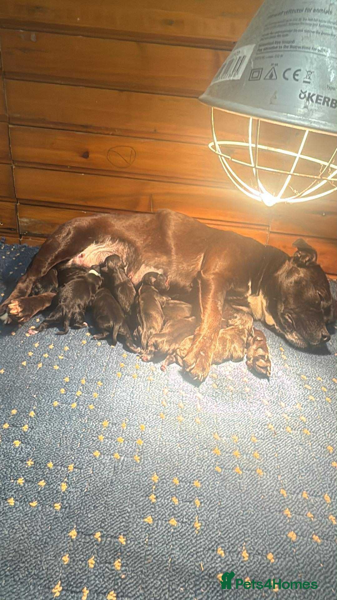 Staffordshire Bull Terrier dogs for sale: Staffordshire Bull Terrier Pups  - Image 4