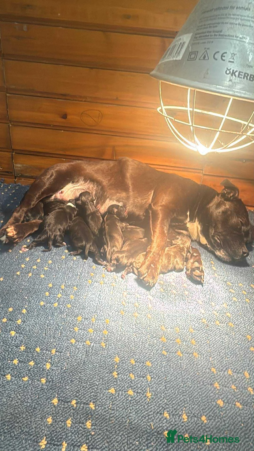 Staffordshire Bull Terrier dogs for sale: Staffordshire Bull Terrier Pups ready now  - Advert 6