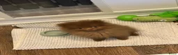 Pomeranian dogs for sale: Pomeranian pup for sale  in Saint Helens - Advert 5