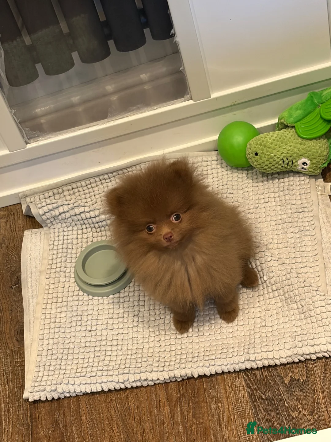 Pomeranian dogs for sale: Pomeranian pup for sale  in Saint Helens - Advert 5