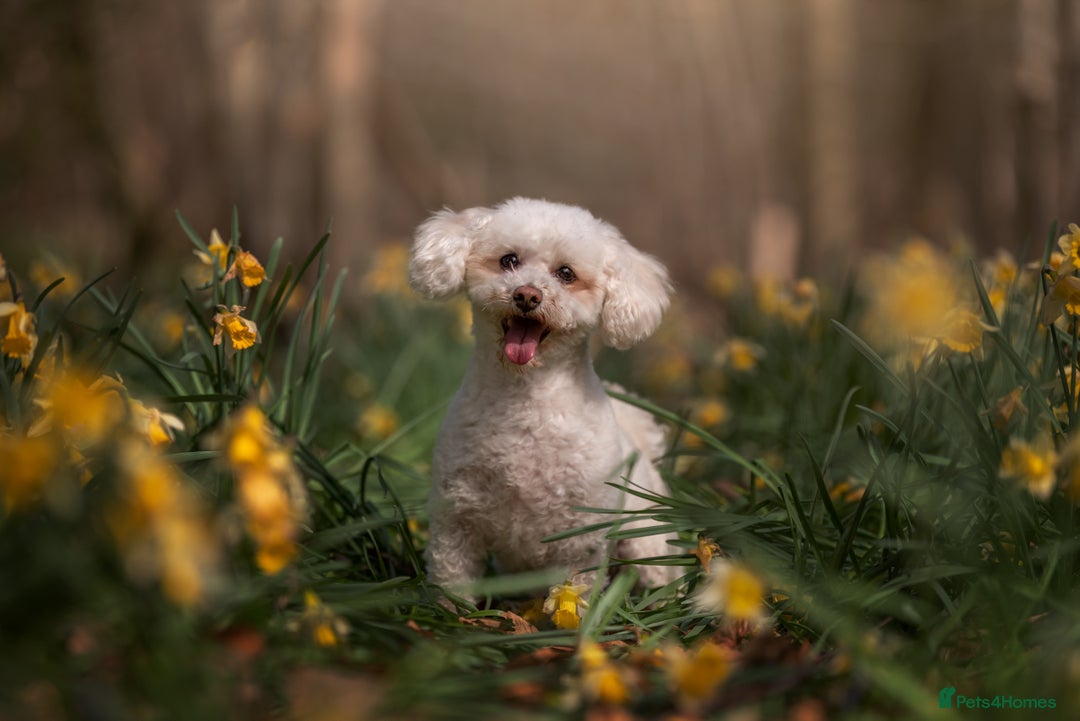 Mixed Breed dogs for sale: Rosie - Poochon sisters for sale - Advert 8