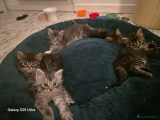 Maine Coon cats for sale: Stunning maine coon. Kittens 4 boys 1 girl - Advert 1