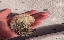 Pygmy Hedgehog rodents for sale: Litter of African pygmy hedgehog  - Image 2