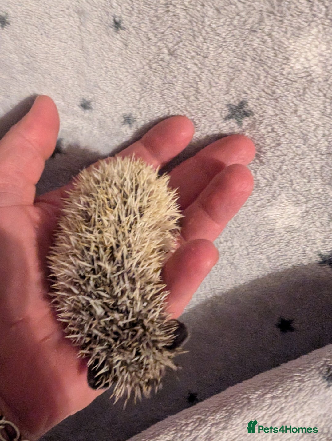 Pygmy Hedgehog rodents for sale: Litter of African pygmy hedgehog  - Image 2