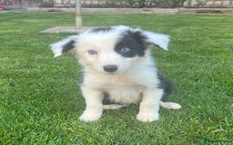 Border Collie dogs for sale: Border Collies READY NOW - Image 30