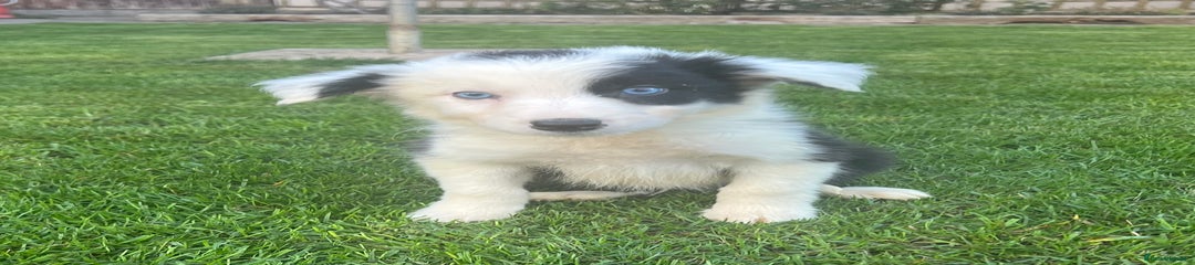 Border Collie Puppy 1