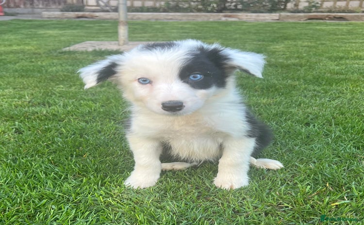 Border Collie dogs - Advert 4