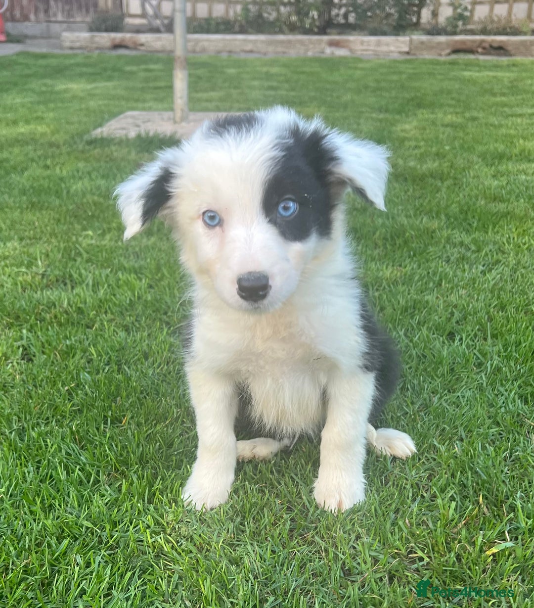 Border Collie dogs for sale: Border Collies READY NOW - Image 30