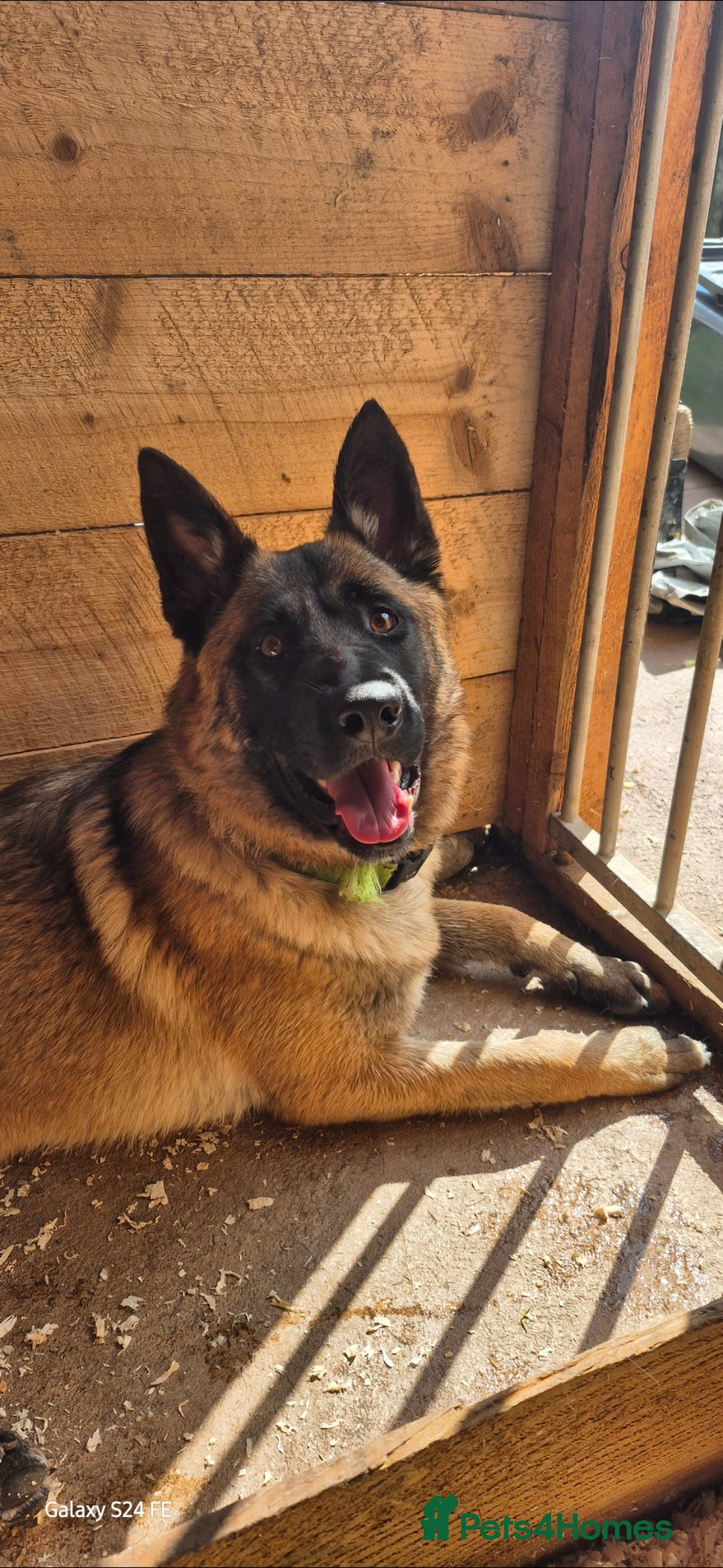 Mixed Breed dogs for sale: 1 year old bitch  - Image 1