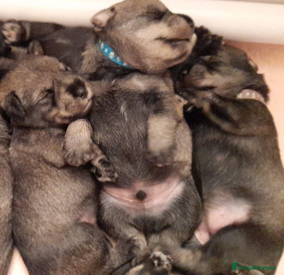 Schnauzer dogs for sale: Standard Schnauzer Puppies  - Advert 3