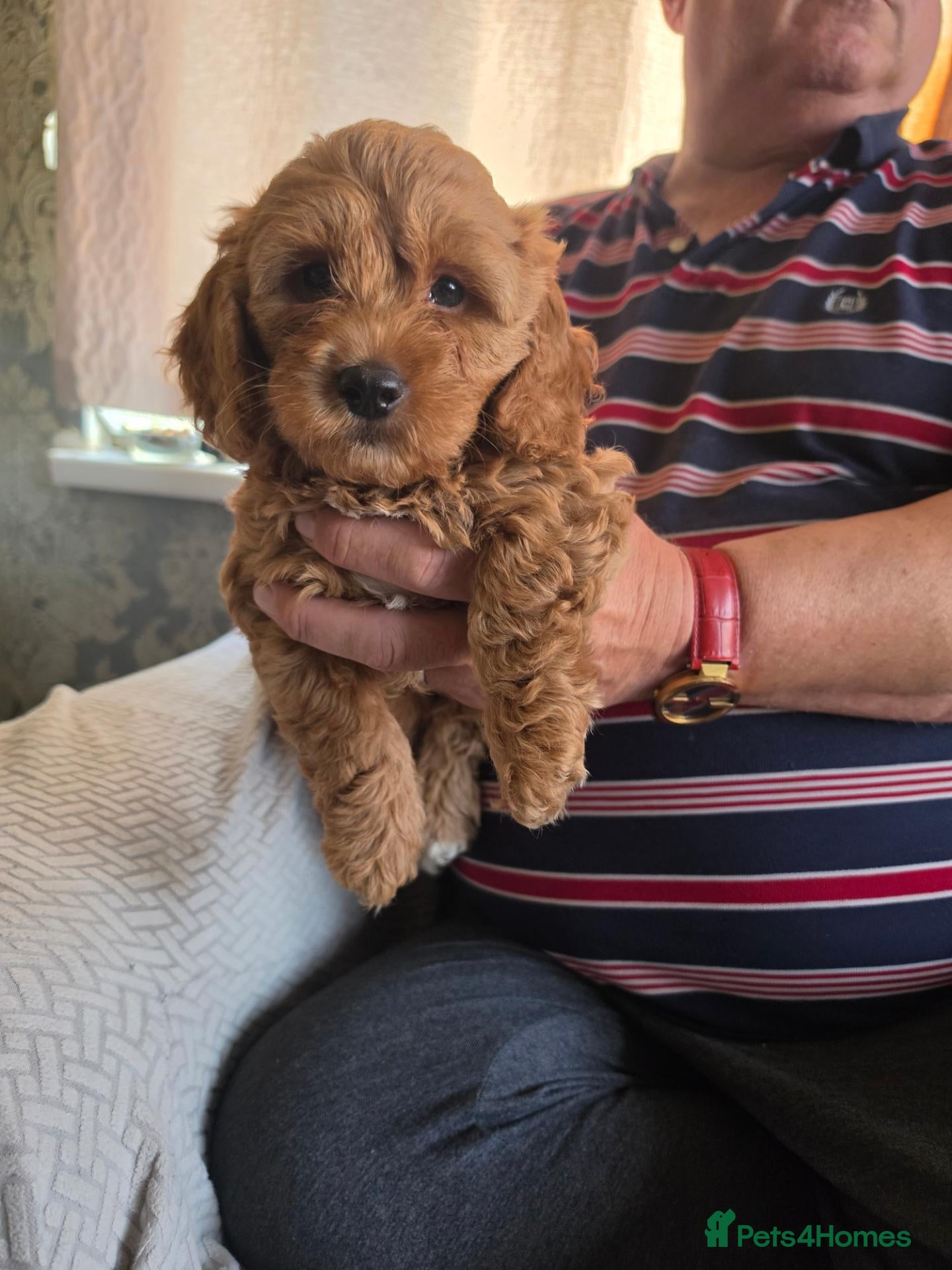 Cockapoo dogs Cockapoo f1b READY TUES - Advert 4