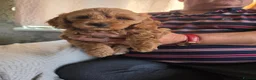 Cockapoo dogs for sale: Cockapoo f1b READY NOW - Advert 1