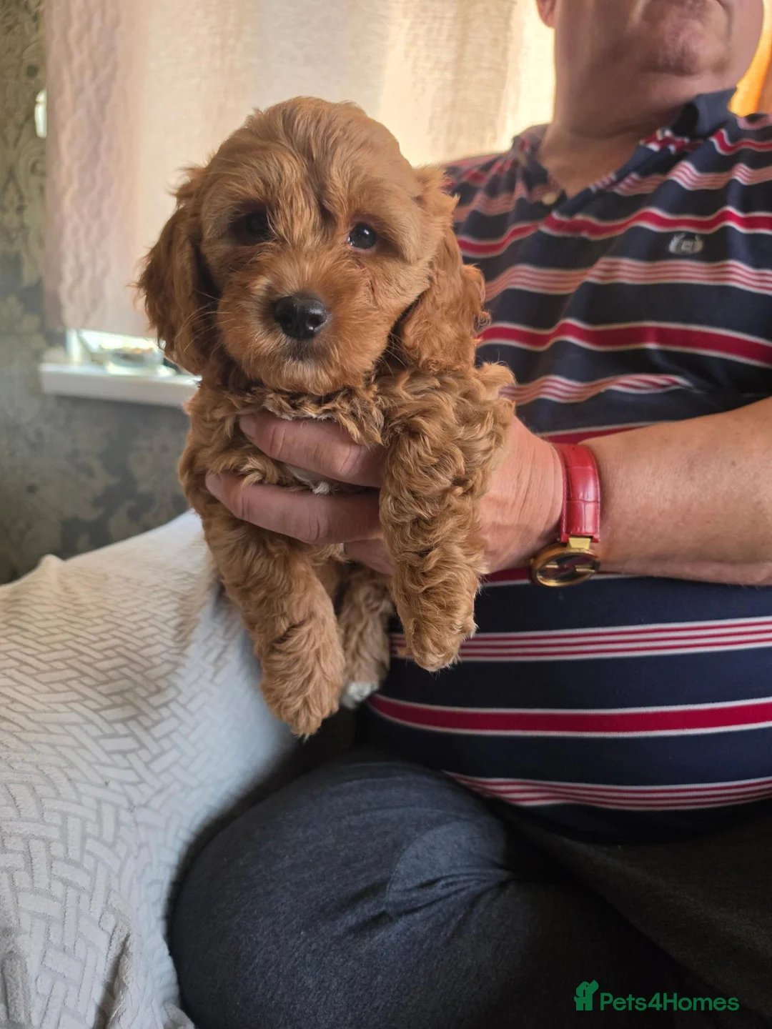 Cockapoo dogs for sale: Cockapoo f1b READY NOW - Advert 1