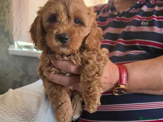 Cockapoo dogs Cockapoo f1b READY TUES - Advert 4