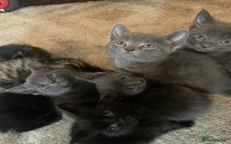 Domestic Shorthair cats for sale: Grey/tabby/black kittens - Image 7