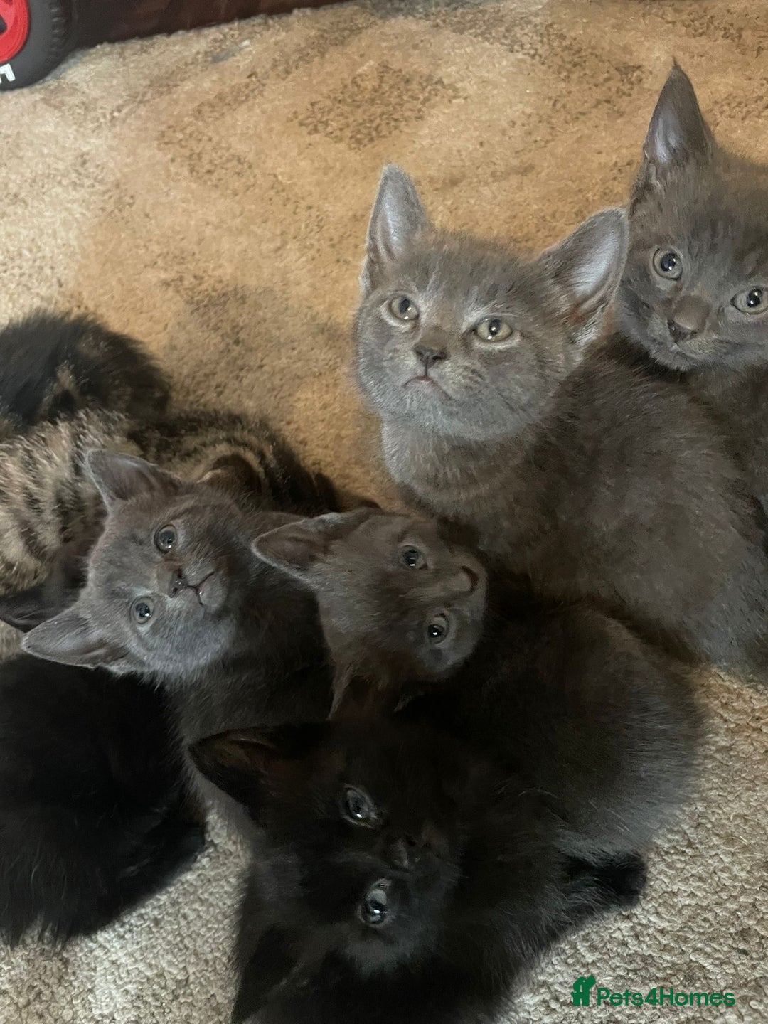 Domestic Shorthair cats for sale: Grey/tabby/black kittens - Image 7