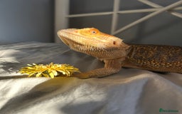 Bearded Dragon reptiles for sale: Female bearded dragon - Image 5