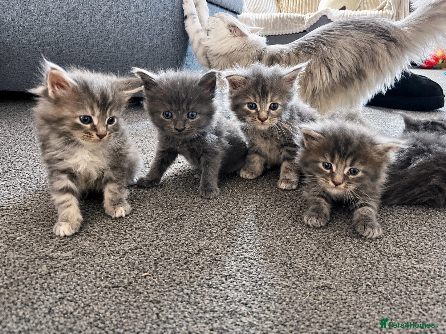 Maine Coon cats 🩶 Stunning Maine Coon Kittens 💕 - Advert 14