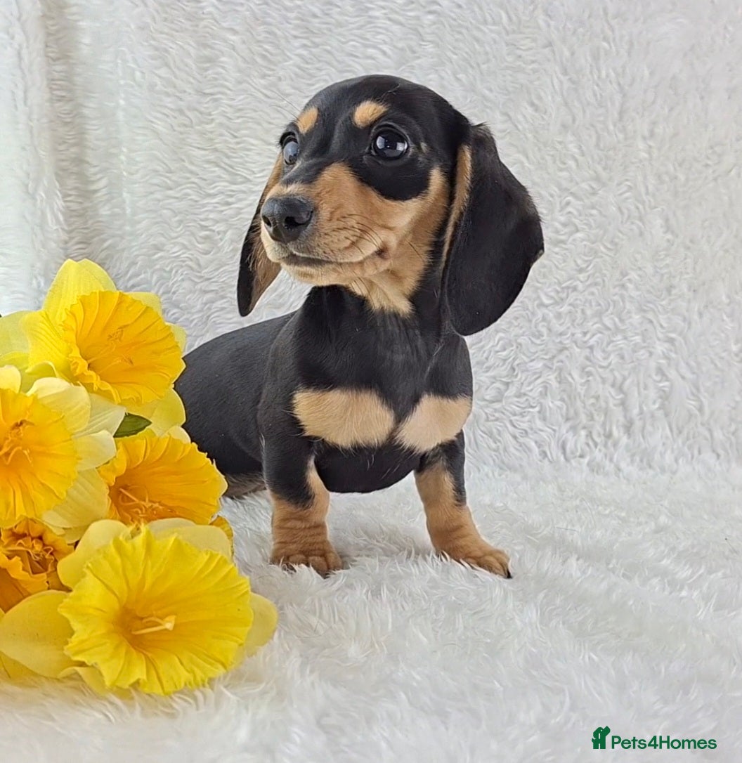 Miniature Dachshund dogs ❣️ REDUCED ❣️ Miniature Dachshund Puppies ❣️ - Advert 1
