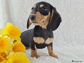 Miniature Dachshund dogs ❣️ REDUCED ❣️ Miniature Dachshund Puppies ❣️ - Advert 1