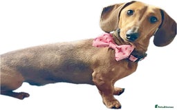 Miniature Dachshund dogs for sale: Male and female miniature dachshunds - Image 5