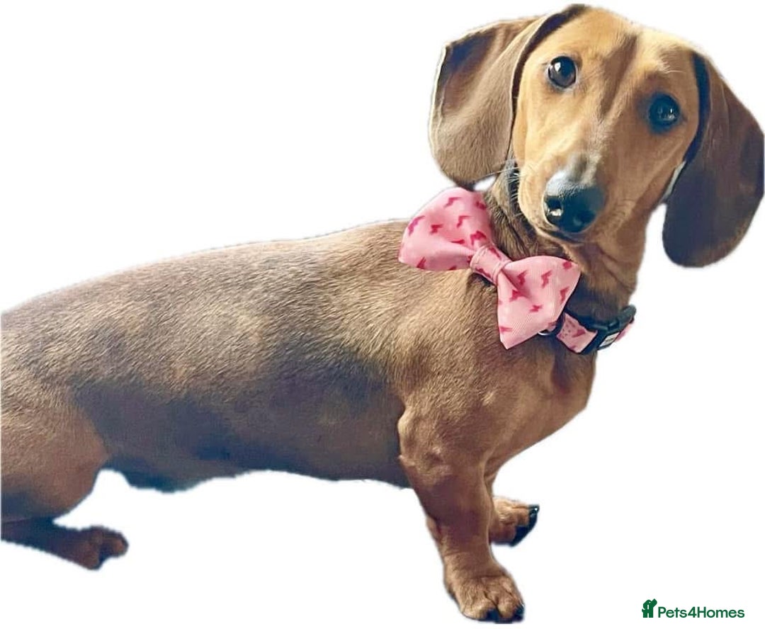 Miniature Dachshund dogs for sale: Male and female miniature dachshunds - Image 5