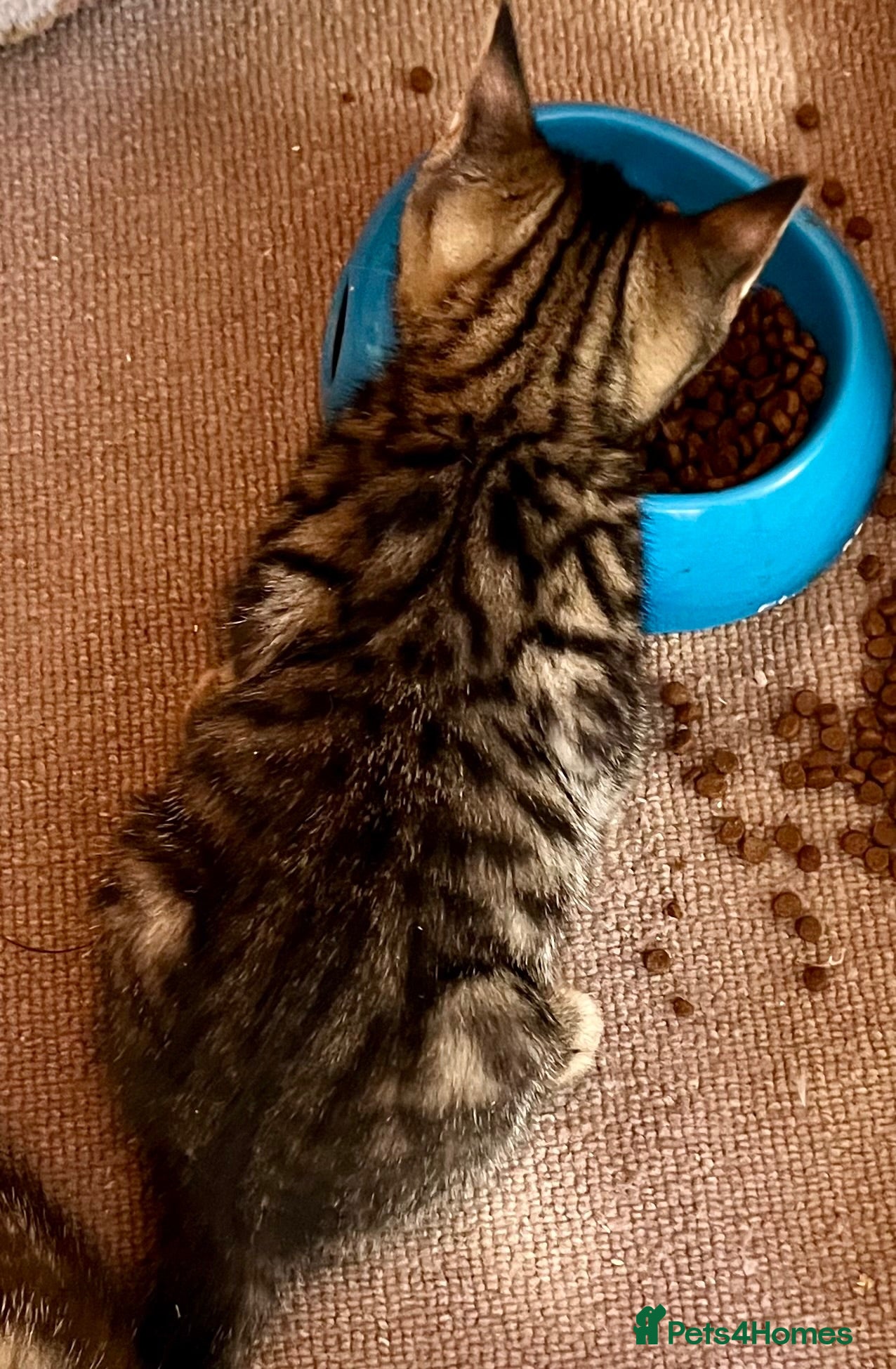Bengal cats Bengal X Kittens With Famous Siblings!  - Advert 2