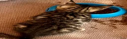 Bengal cats for sale: Stunning Bengal X With Beautiful Markings - Advert 24