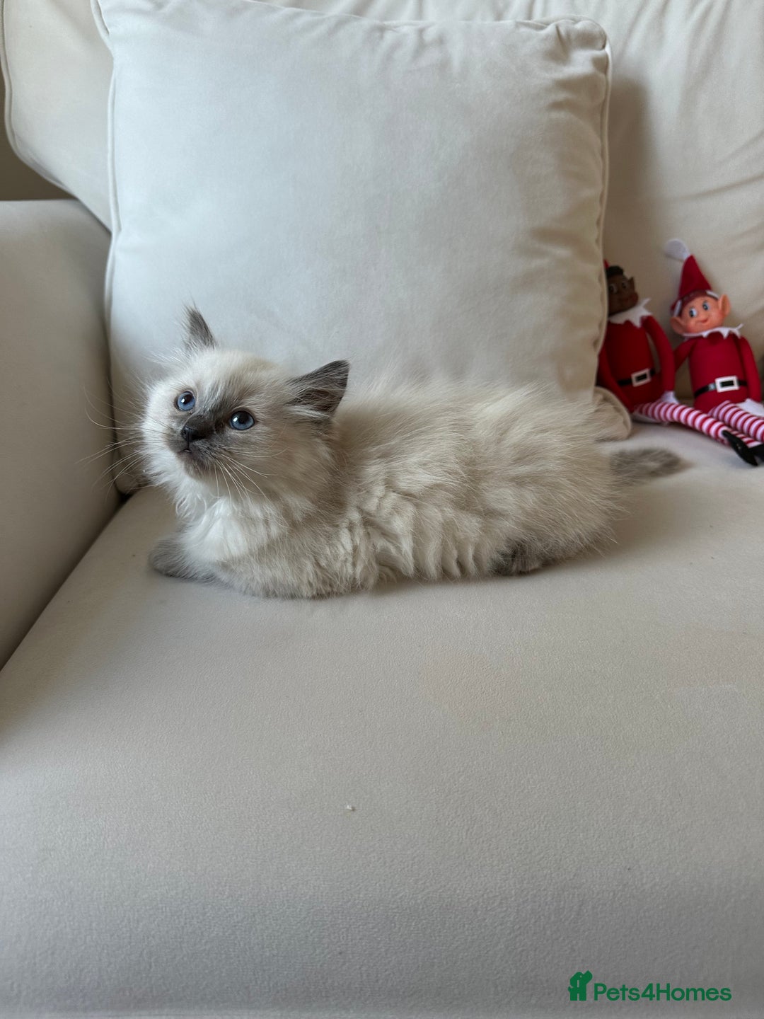 Ragdoll cats for sale: 2 PURE BRED CHAMPION LINE RAGDOLLS READY NOW - Advert 12