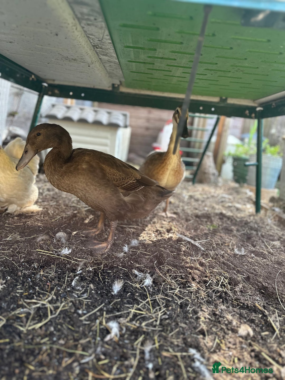 Ducks poultry for sale: 2 Indian runner sucks female  - Image 6
