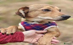 Mixed Breed dogs for adoption: 💖🐶 KRISTY 🐶💖 - Image 3