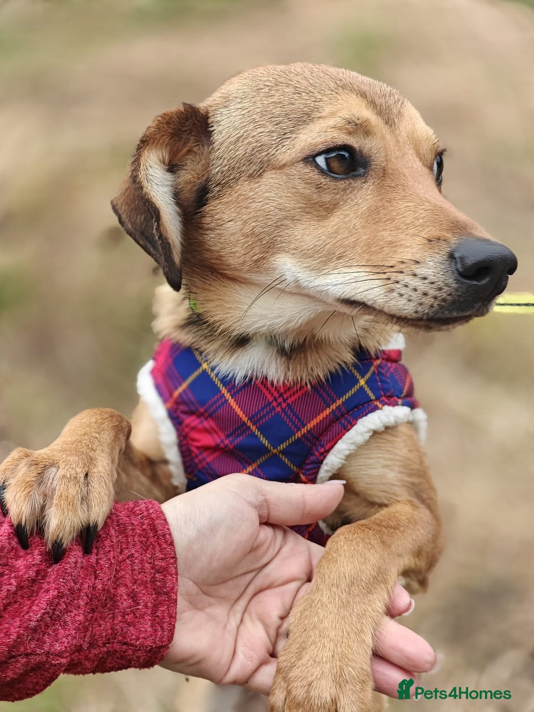 Mixed Breed dogs for adoption: 💖🐶 KRISTY 🐶💖 - Image 3