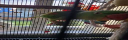 Parakeets birds for sale: Alexandrine parrokeet  - Advert 2