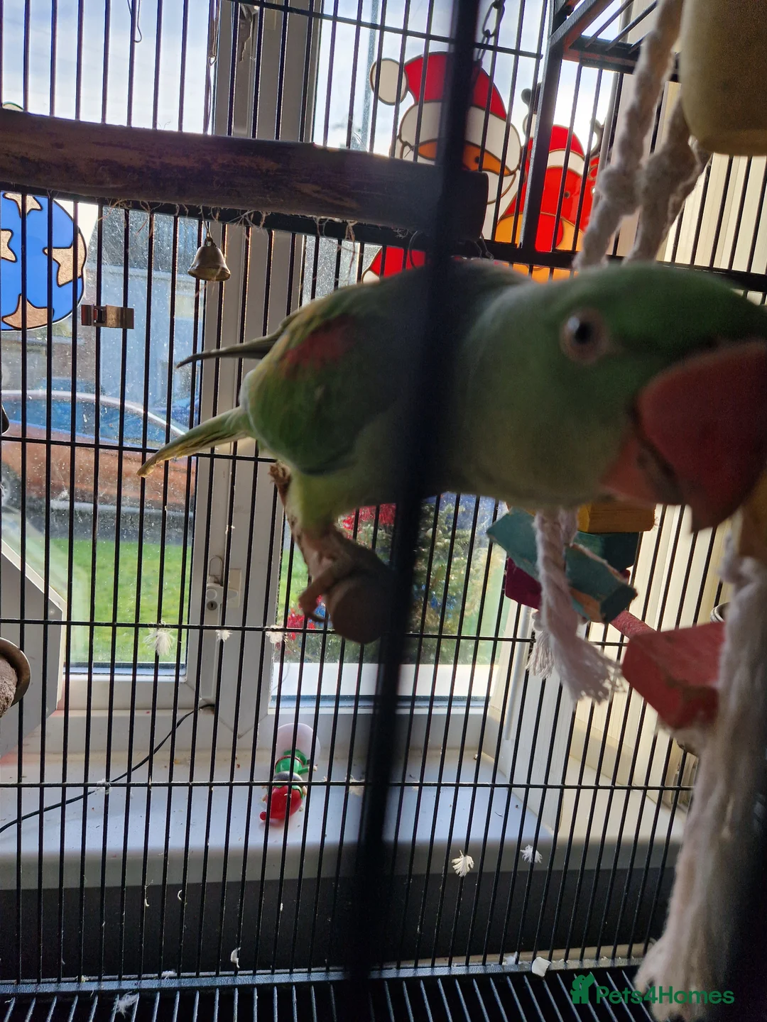Parakeets birds for sale: Alexandrine parrokeet  - Advert 2