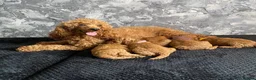 Miniature Poodle dogs for sale: Stunning Full Pedigree Red Minature Poodles  in Oldham - Advert 24