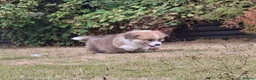 Welsh Corgi Pembroke dogs for sale: PEMBROKE CORGI PUPPIES - Advert 1