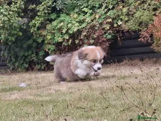 Welsh Corgi Pembroke dogs PEMBROKE CORGI PUPPIES - Advert 1