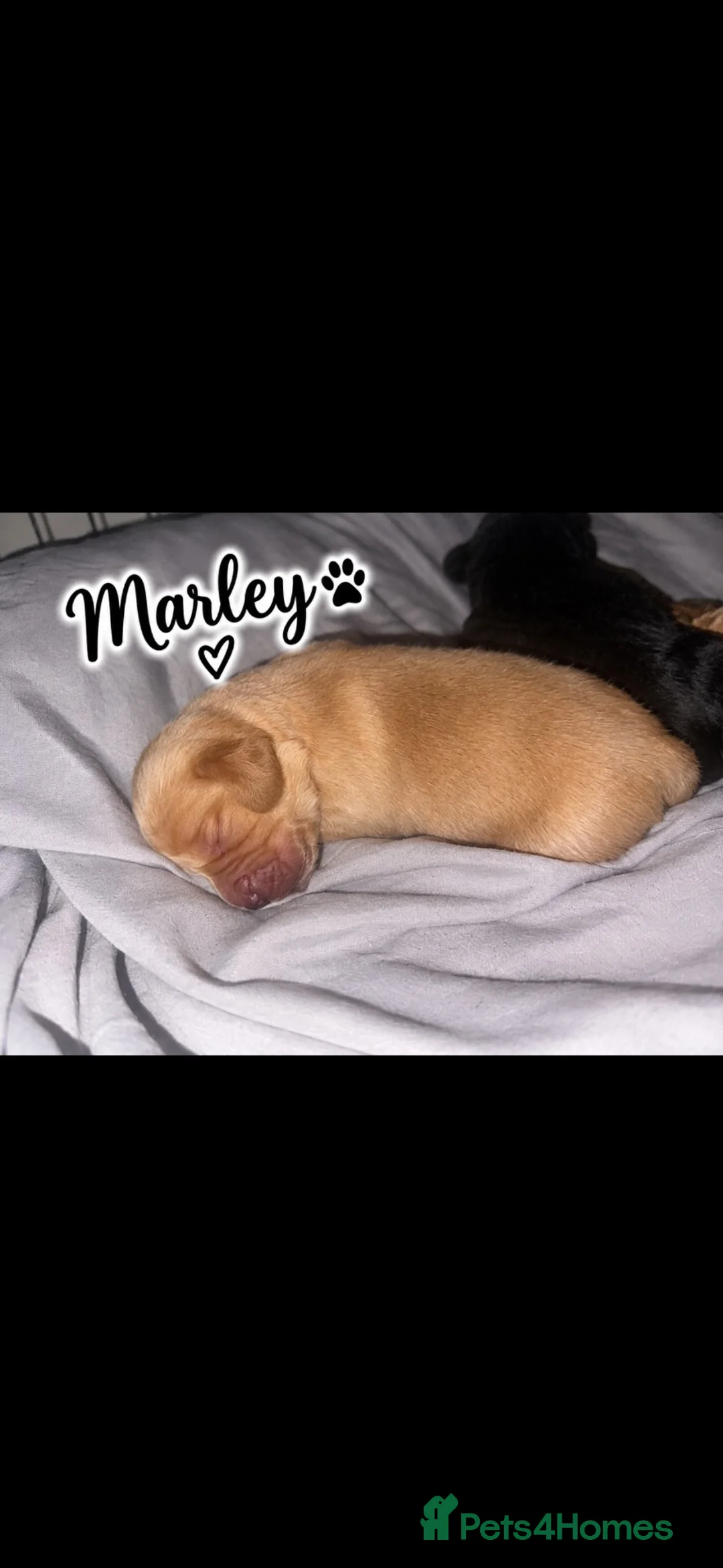 Cocker Spaniel dogs for adoption: cockerspaniel X - Advert 2