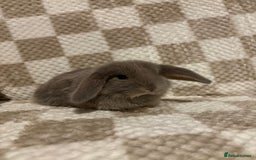 French Lop rabbits for sale: 𝐌𝐈𝐍𝐈 𝐗 𝐅𝐑𝐄𝐍𝐂𝐇 𝐅𝐎𝐑 𝐑𝐄𝐒𝐄𝐑𝐕𝐄 - Image 5