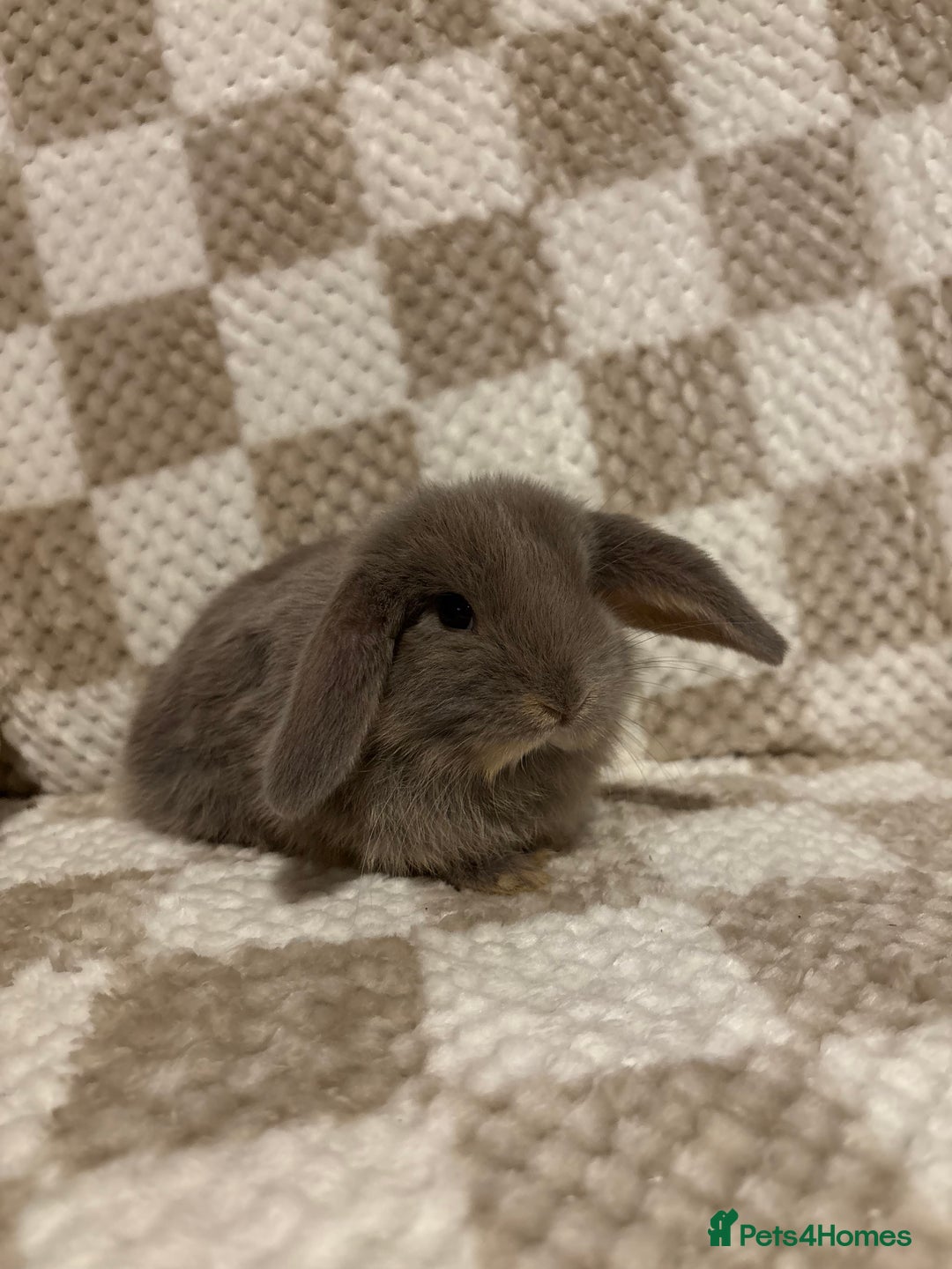 French Lop rabbits for sale: 𝐌𝐈𝐍𝐈 𝐗 𝐅𝐑𝐄𝐍𝐂𝐇 𝐅𝐎𝐑 𝐑𝐄𝐒𝐄𝐑𝐕𝐄 - Image 5