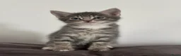 Ragdoll cats for sale: Lovely kittens for sale - Advert 13