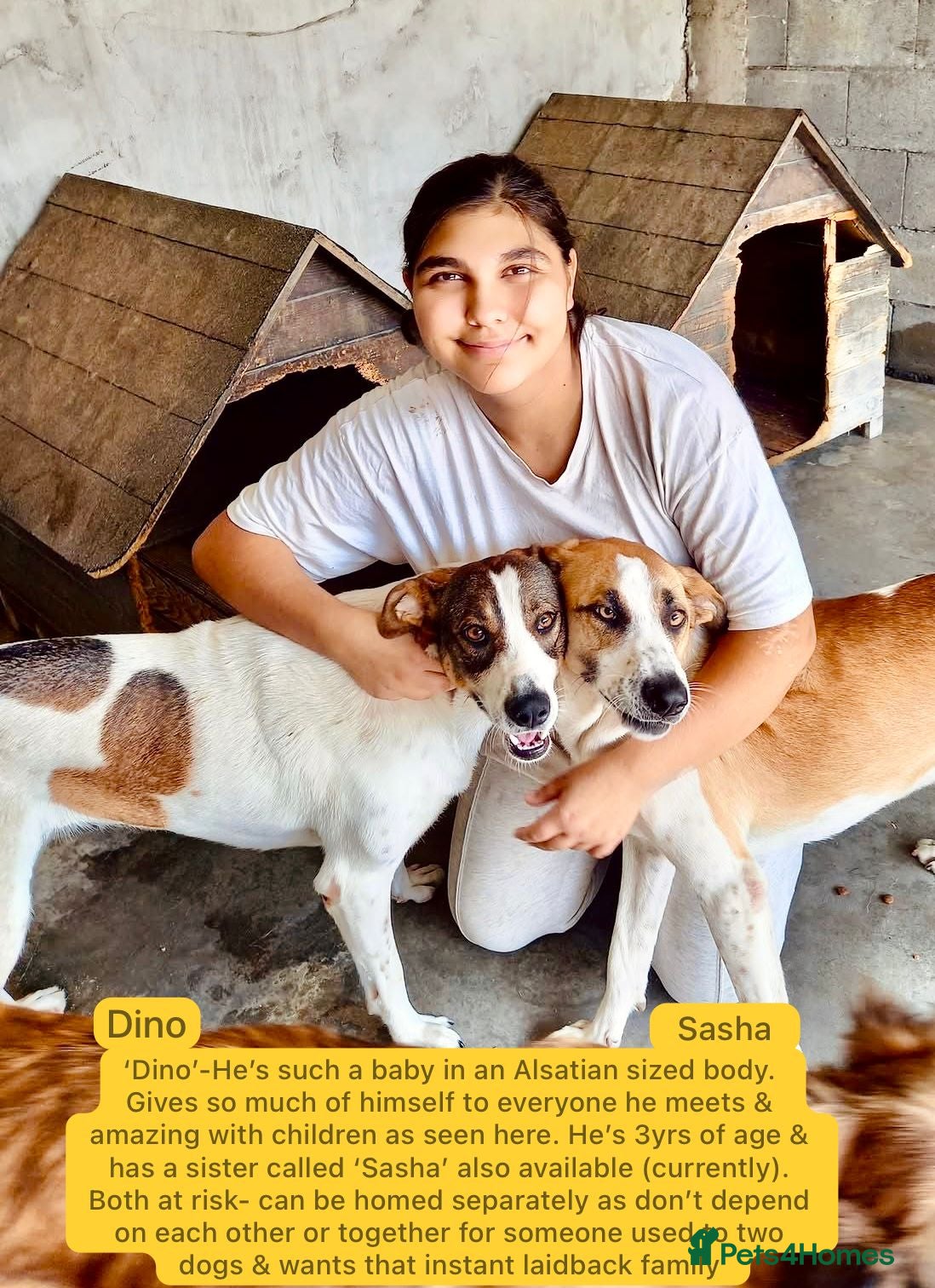 Mixed Breed dogs Dino, 3 yrs old approx. Available for adoption. - Advert 2