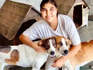 Mixed Breed dogs Dino, 3 yrs old approx. Available for adoption. - Advert 2